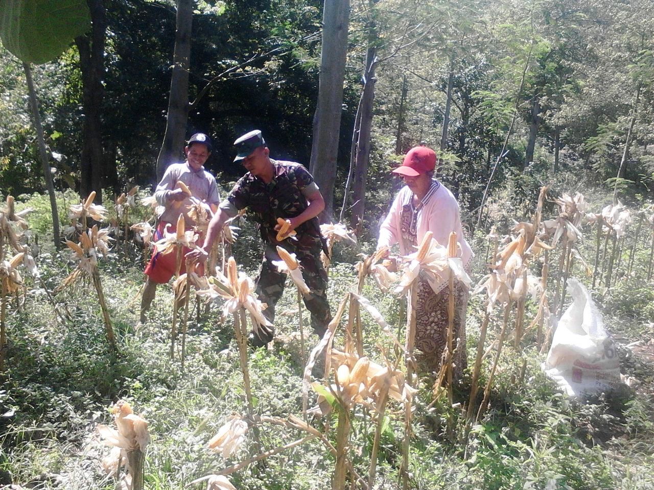 Babinsa Sukseskan Pajale